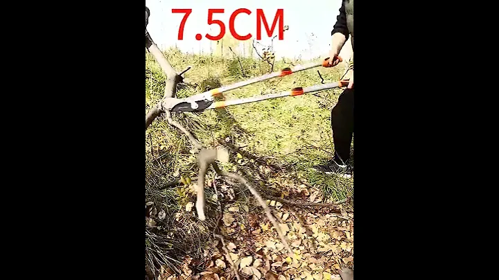 Садовые ножницы для обрезки деревьев. Garden shears for pruning trees